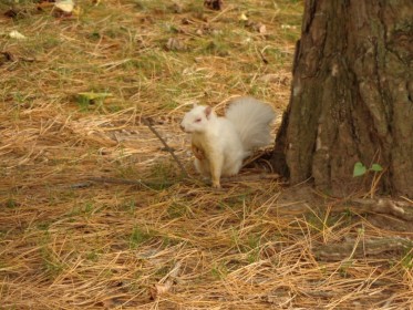 Our Resident White Squirrel